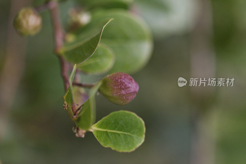 红梢椰子‘Chrysobalanus Icaco’植物